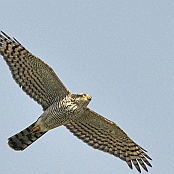 Eurasian Sparrowhawk  "Accipiter nisus"